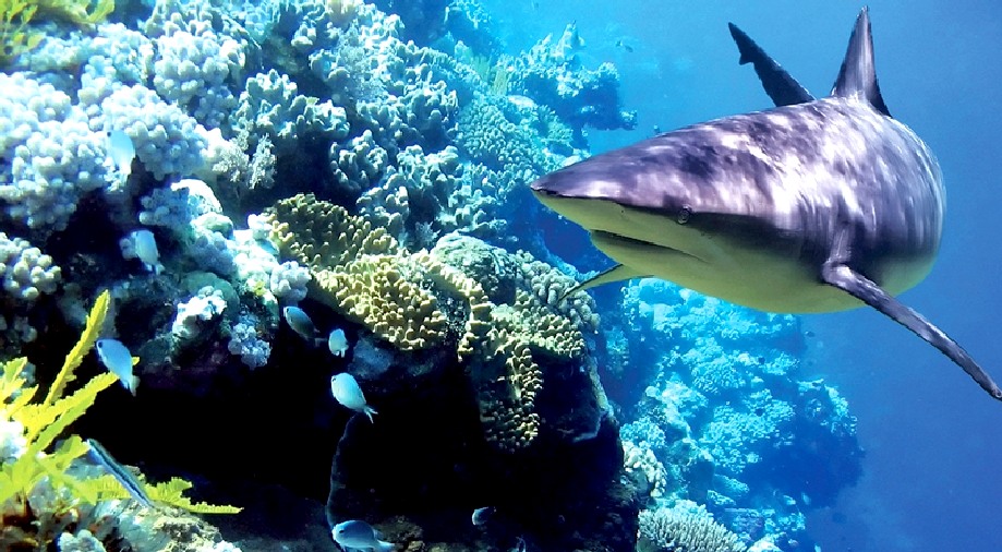 Reef shark swimming near a coral outcrop