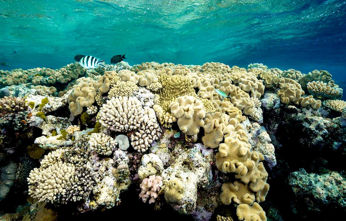 Corals Reefs