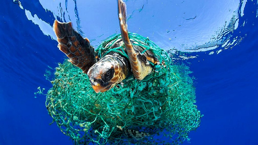 Turtle caught in fishing nets