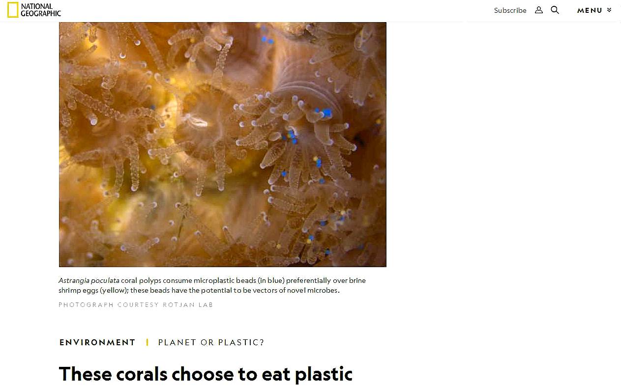 National Geographic on corals eating plastic by choice