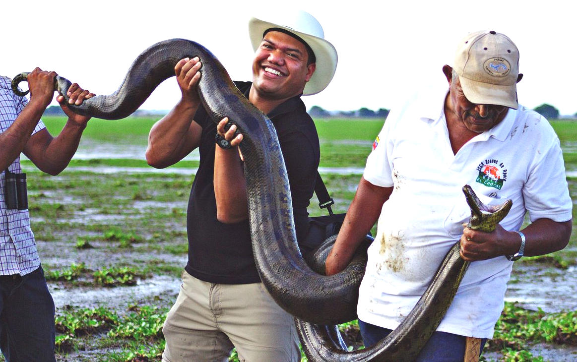 Giant green anaconda snake, found in the Amazon