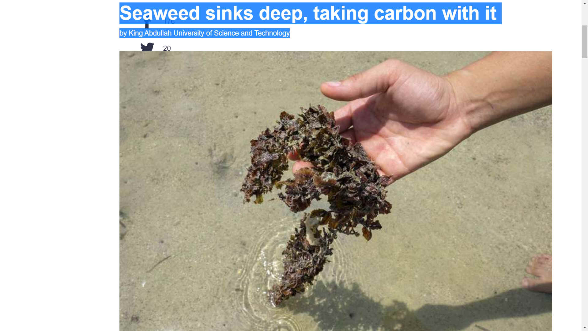 Seaweed sinks deep taking carbon dioxide with it