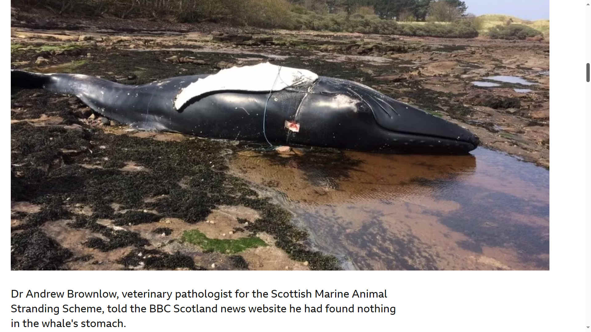 April 2019, a humpback whale drowned after being tangled in fishing netting off the coast of East Lothian