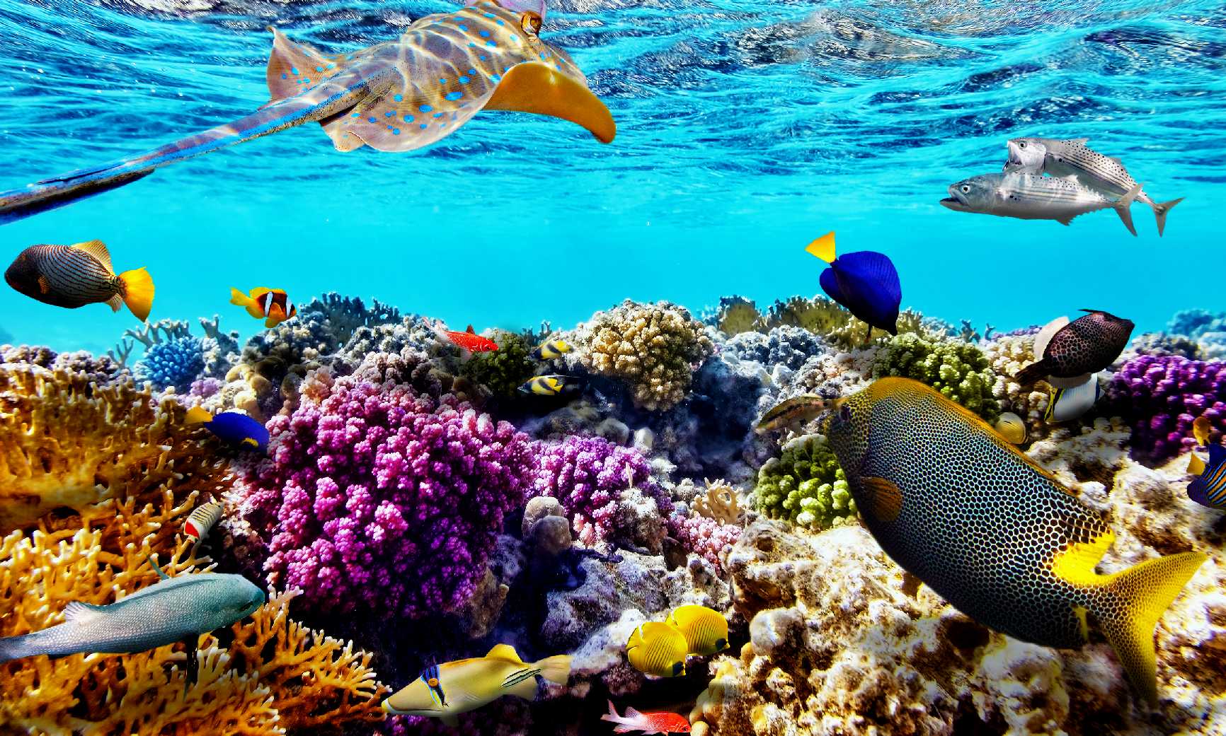 THE GREAT BARRIER REEF