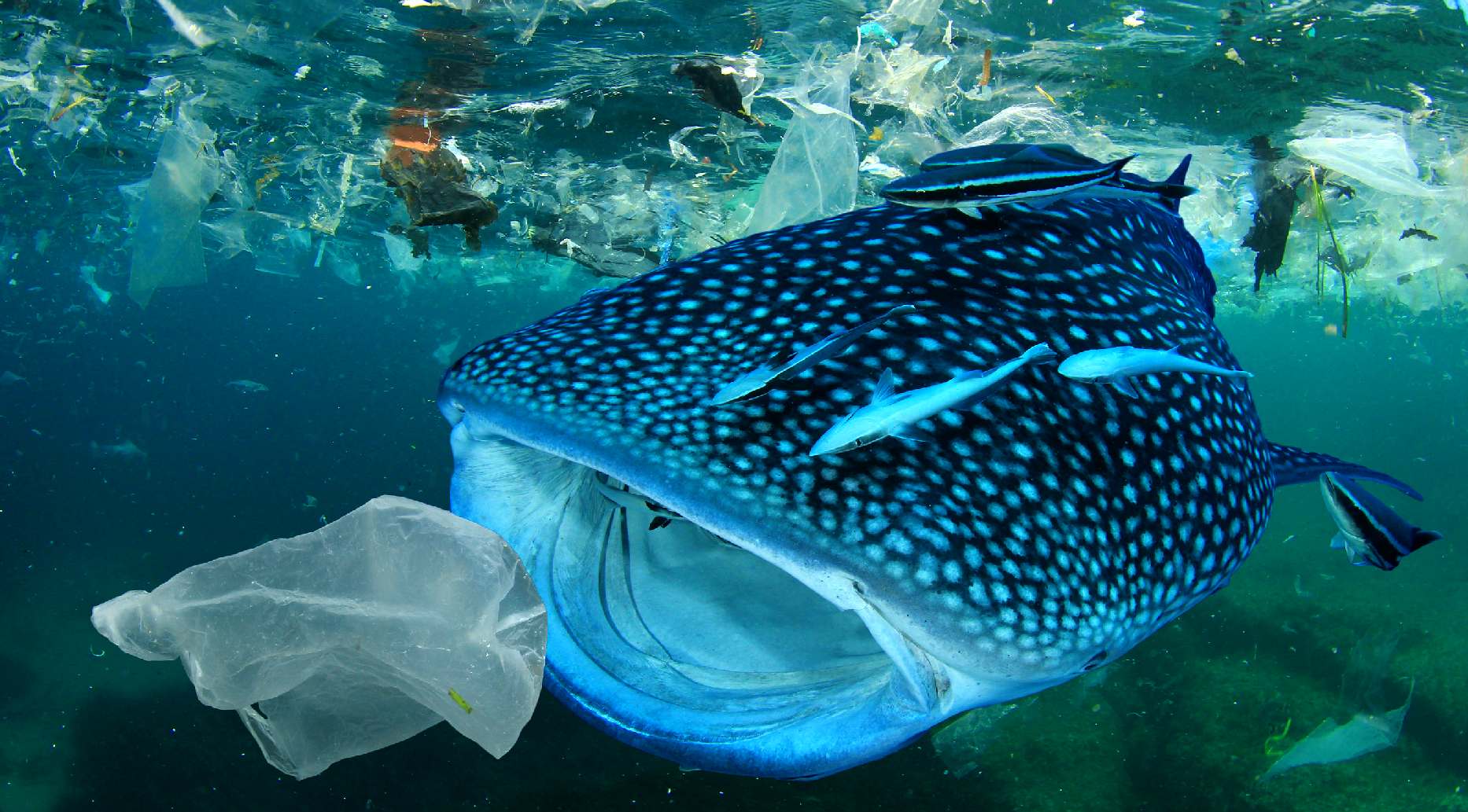 Whale shark about to eat a plastic bag