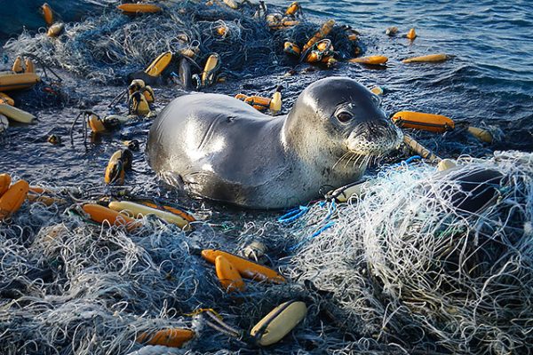 Seal caught in a ghost fishing net
