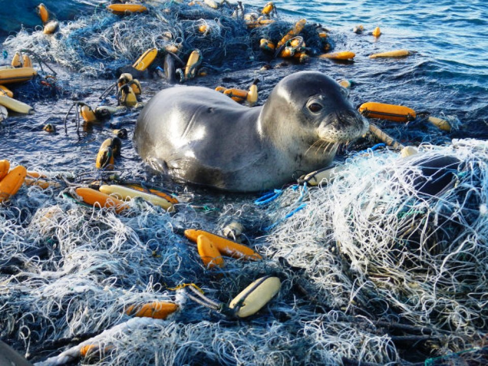 A seal caught in discarded fishing gear is doomed unless humans that care intervene
